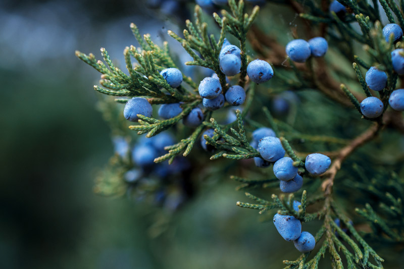 Close-up of juniper berries on evergreen branches with cool-toned natural background